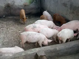 Healthy Weaners and Growers