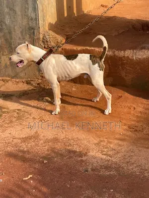 6-12 months Male Purebred American Pit Bull Terrier