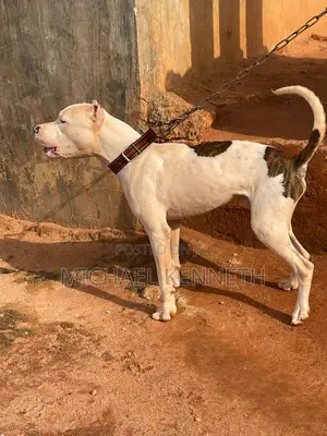 6-12 months Male Purebred American Pit Bull Terrier