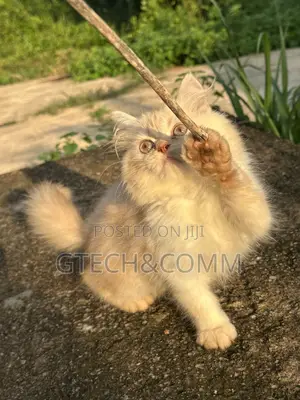 1-3 months Male Purebred Persian