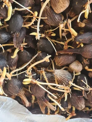 Palm Oil Seedlings Available for Sale