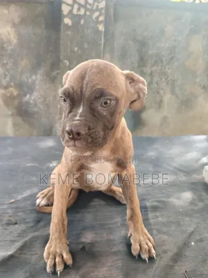 3-6 months Female Purebred Boerboel