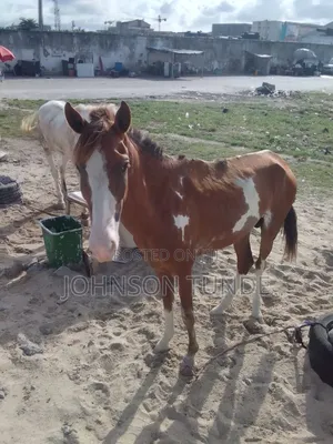 Pony Horse