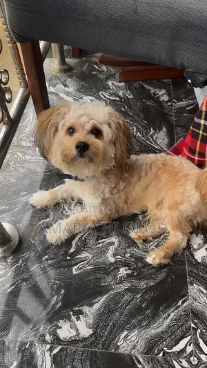 1+ year Male Purebred Lhasa Apso