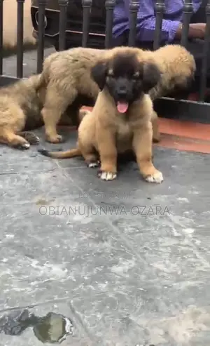 1-3 months Female Purebred Caucasian Shepherd