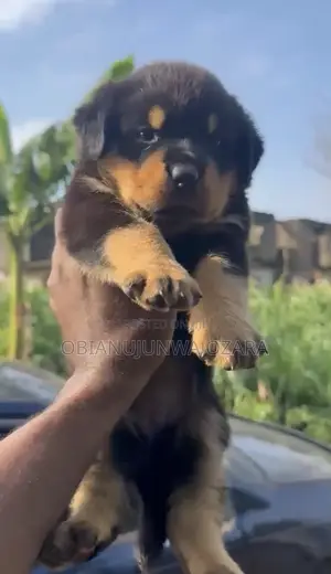 1-3 months Female Purebred Rottweiler