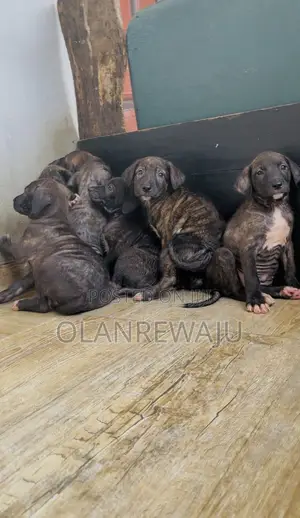 1-3 months Female Mixed Breed American Pit Bull Terrier