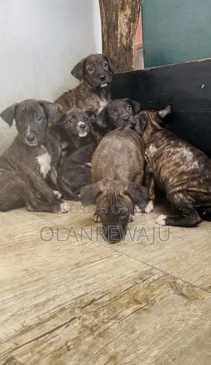 0-1 month Male Mixed Breed American Pit Bull Terrier