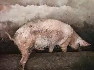 Purepigfarm1