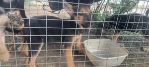 1-3 months Male Purebred German Shepherd