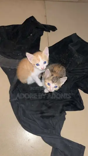1-3 months Female Mixed Breed Cat