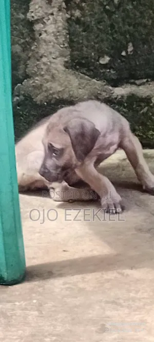 1-3 months Male Purebred Boerboel