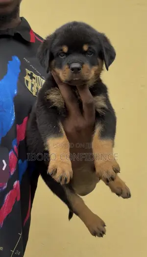 1-3 months Male Purebred Rottweiler