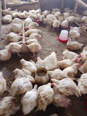 Broilers For Sale