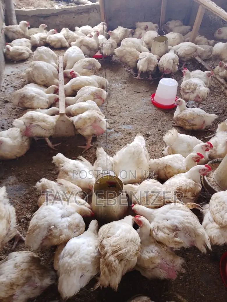 Broilers For Sale