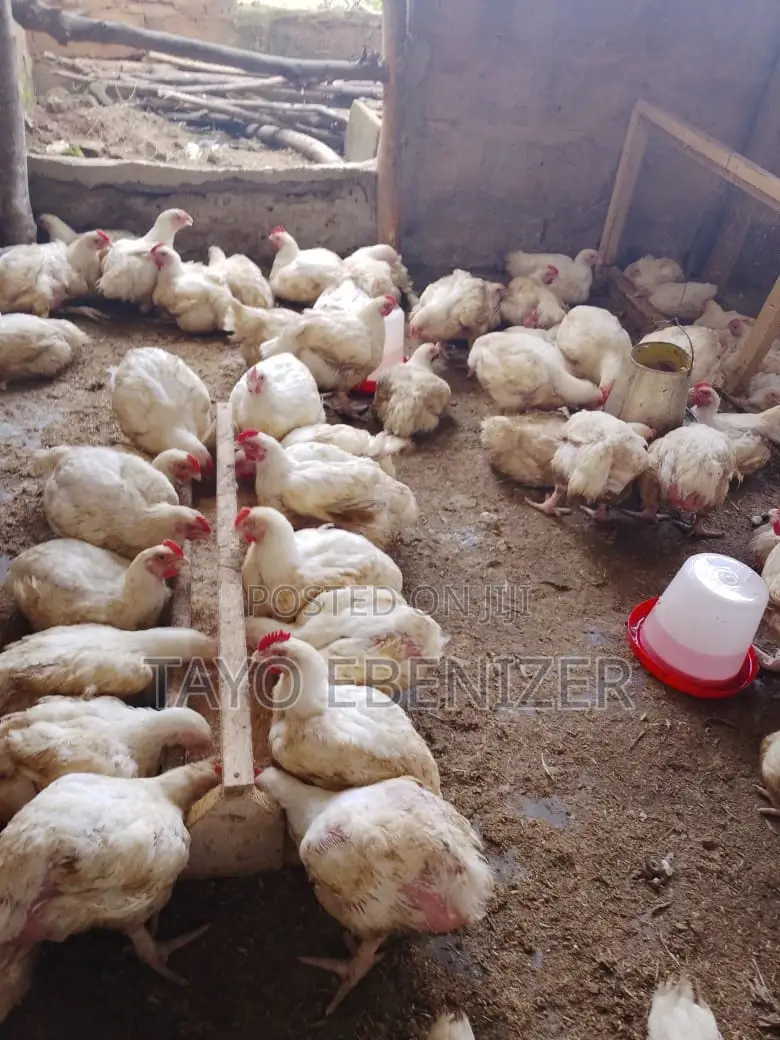 Broilers For Sale