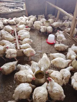 Broilers For Sale