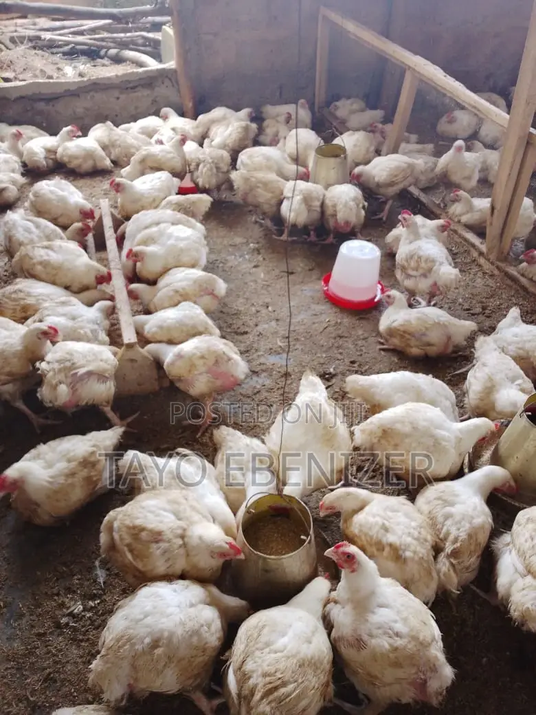 Broilers For Sale