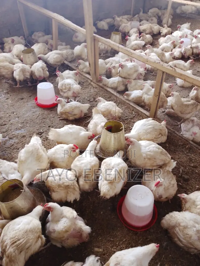Broilers For Sale
