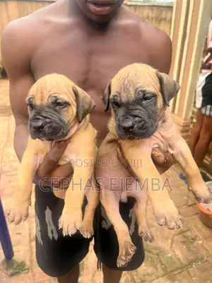 0-1 month Female Purebred Boerboel