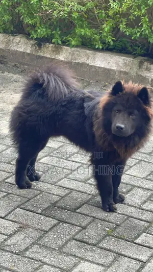 3-6 months Male Purebred Chow Chow