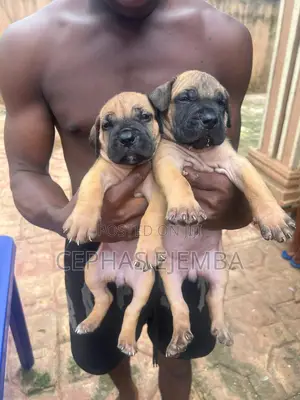 0-1 month Female Purebred Boerboel
