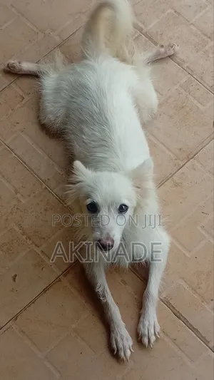 1+ year Female Purebred American Eskimo
