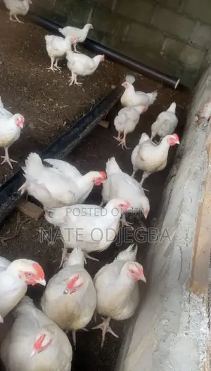 Farm Fresh Live Broilers !
