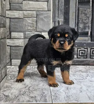 0-1 month Male Purebred Rottweiler