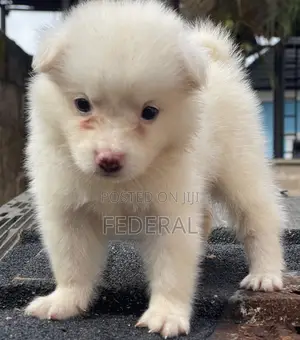 1-3 months Male Purebred Lhasa Apso