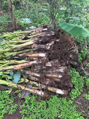 Fresh Plantain