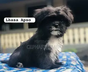 1-3 months Female Purebred Lhasa Apso