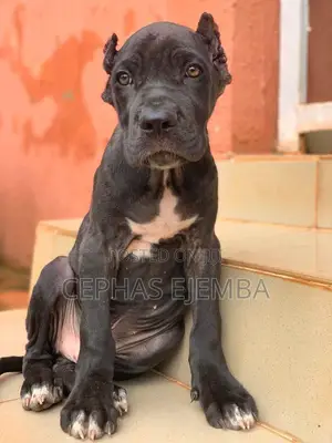 1-3 months Male Purebred Cane Corso