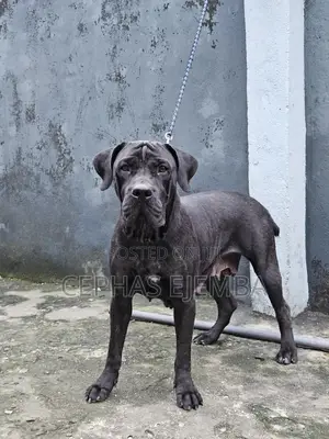 1+ year Female Purebred Cane Corso