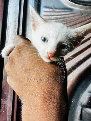 1-3 months Male Mixed Breed American Shorthair