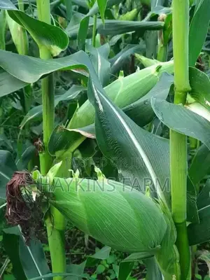 Freshly Harvested Sweetcorn for Sale