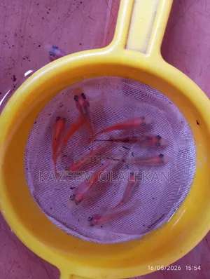 Tilapia Fingerlings