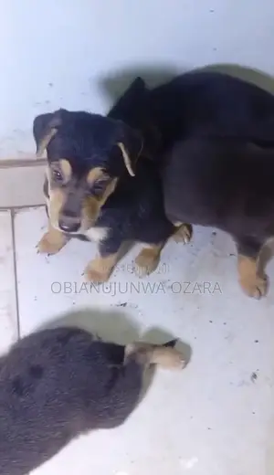 1-3 months Female Purebred German Shepherd