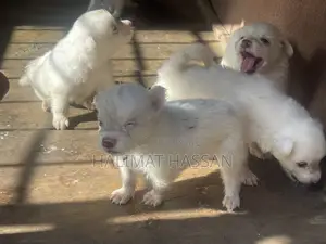 1-3 months Male Purebred American Eskimo