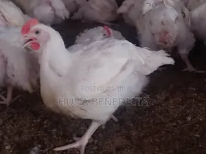 Benny Agrovet and Farms. Dayold Chick, Live Big Chicken and Also Feeds