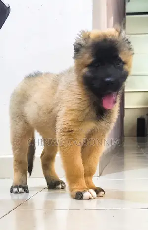 1-3 months Female Purebred Caucasian Shepherd