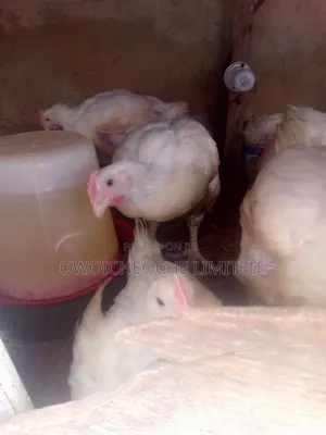 Boilar Chicken