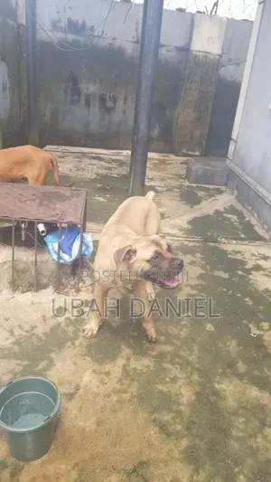 3-6 months Male Purebred Boerboel