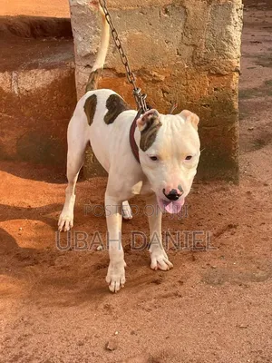 3-6 months Male Purebred American Pit Bull Terrier