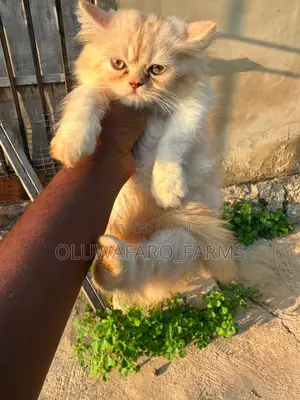3-6 months Male Purebred Persian