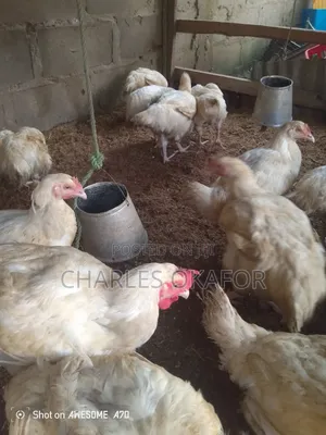 Matured Chicken for Sale