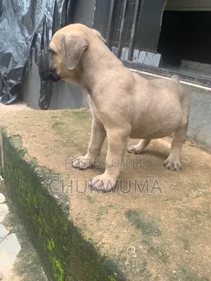1-3 months Female Purebred Boerboel