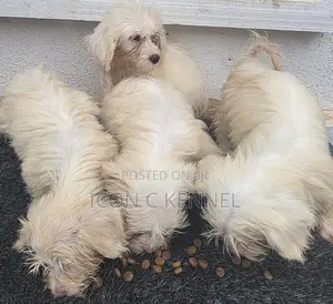1-3 months Female Purebred Lhasa Apso