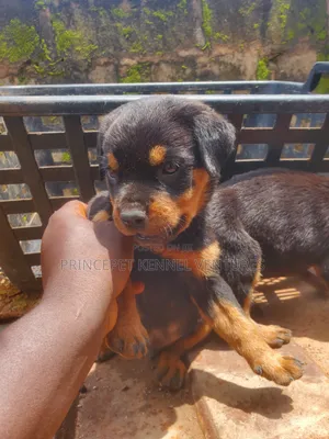 1-3 months Male Purebred Rottweiler