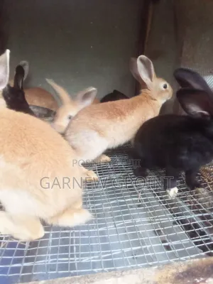 Rabbits Weaners